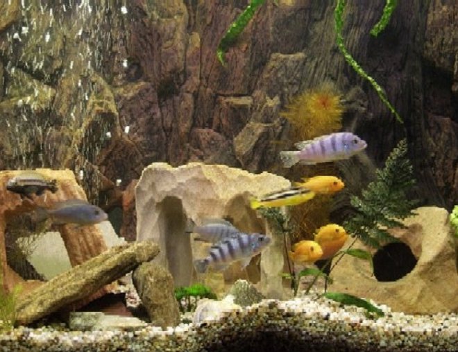 planted tank (mostly live plants and fish)