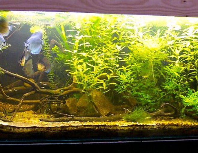 planted tank (mostly live plants and fish) - 800 lts (170 x 80 x 60)