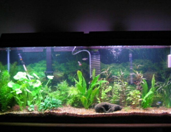 planted tank (mostly live plants and fish)