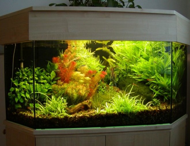 planted tank (mostly live plants and fish) - Plants:Anubias barteri var. nana, Bacopa moniera, Blyxa japonica, Cabomba piauhyensis, Didiplis diandra, Egeria densa, Heteranthera zosterifolia, Hygrophila guyanensi + siamensis, Limnophila sesiliflora, Microsorium pteropus var. Windelov, Myriophyllum matogrossense, Rotala rotundifolia, Sagittaria subulata, Vesicularia dubyana