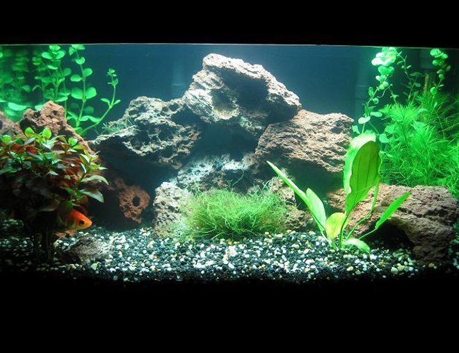 planted tank (mostly live plants and fish) - TANK SPECS: 
10 Gallon Tank 
2 Whisper Power 10s on low 
1 Tronic 100 watt heater 
20lbs of Eco complete mixed with 10lbs Natural gravel 
36 Watt JKS cp lighting 
Hagen Natural Plant System CO2 (Getting it tomorrow) 

PLANT SPECS: 
1 Melon Sword (In the middle back) 
2 Bunches of Hydrocotyle leucocephala (back left and right corner) 
2 Bunches of Ludwigia repens (bunched on the left front) 
1 Bunch of Cabomba caroliniana (front right)

PARAMETERS: 
Ph- 6.8 
Nitrate- 10 
Nitrite- 0 
Total Hardness- 50 

Soon To Add Fish:
6 Rasboras
3 Otos
2 Amano Shrimp