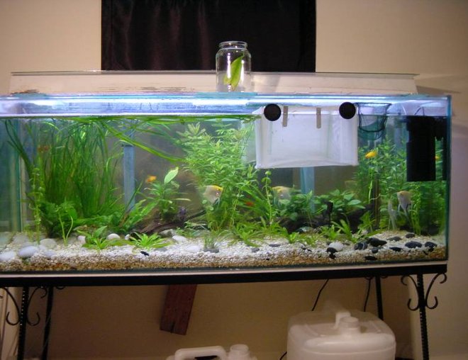 planted tank (mostly live plants and fish)