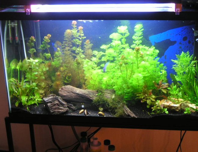 38 gallons planted tank (mostly live plants and fish) - only about a month old  
36x18 38g
filters include: a penguin 100  bio-wheel, a hydor itpf 4, and a whisper 10 power filter.
i have a red sea turbo co2 bio system
my heater is a visi therm deluxe
my lights are coralife lunar aqualights
FISH: 1 opline gourami, 4 various african ciclids, featherfin knife fish, pleco, a baby silver gar, african dwarf frog
PLANTS: Cabomba caroliniana,Alternanthera reineckii "roseafolia,Cardamine,Hornwort,Ludwigia arcuata,Hydrocotyle sibthorpioides,Cryptocoryne wendtii ,Pygmy Chain Sword,Golden Moneywort,Bacopa monnieri ,Echinodorus quadricostatus,Rotala rotundifolia