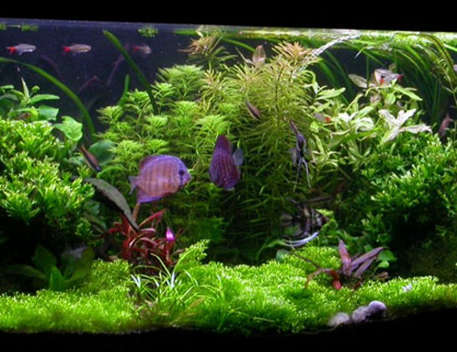planted tank (mostly live plants and fish) - Here's my diskus tank.. enjoy.-