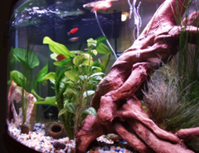 46 gallons planted tank (mostly live plants and fish) - What a change in layout can do.