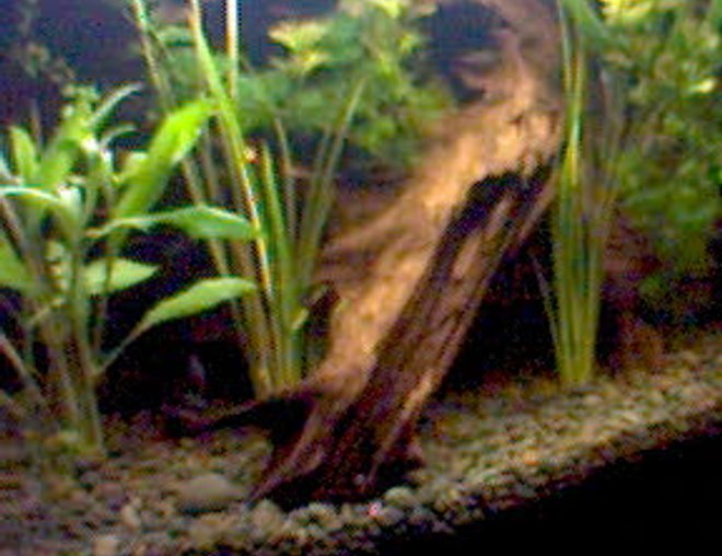 90 gallons planted tank (mostly live plants and fish) - sorry bout the quality, took it off my phone