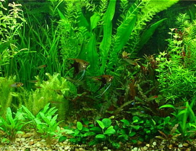 planted tank (mostly live plants and fish) - new 75 gallon