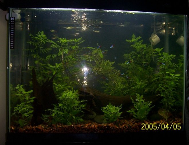 planted tank (mostly live plants and fish) - Updated tank April 2005