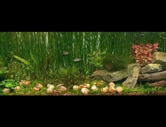 planted tank (mostly live plants and fish) - 125 gallon Tanganyikan community tank with Neolamprologus similis, Chalinochromis sp. "Ndobhoi," and Cyprichromis leptosoma "Utinta." The numerous shells littering the bottom are for the similis and are a necessary part of keeping these fish.