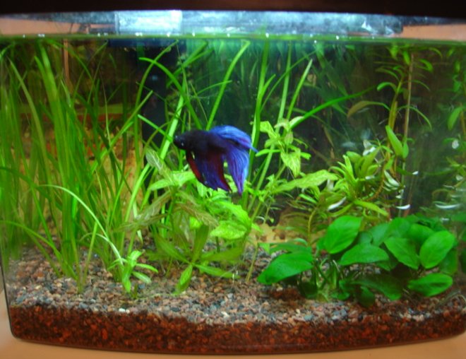 planted tank (mostly live plants and fish) - 3 gallon planted