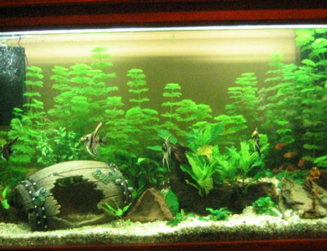 55 gallons planted tank (mostly live plants and fish) - Only been up 2 months