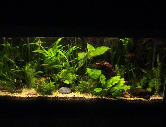 35 gallons planted tank (mostly live plants and fish) - 2 blood fins 5 rummy nose
2 sucking loaches 2 plecos(one is 10-12inches long),
3 buenos aries 4 zebras .2 african frogs 2 madascar tetras. Has been running since 1997.