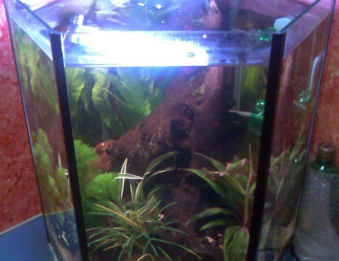 10 gallons planted tank (mostly live plants and fish) - my hexagon planted tank with home made co2 injection.