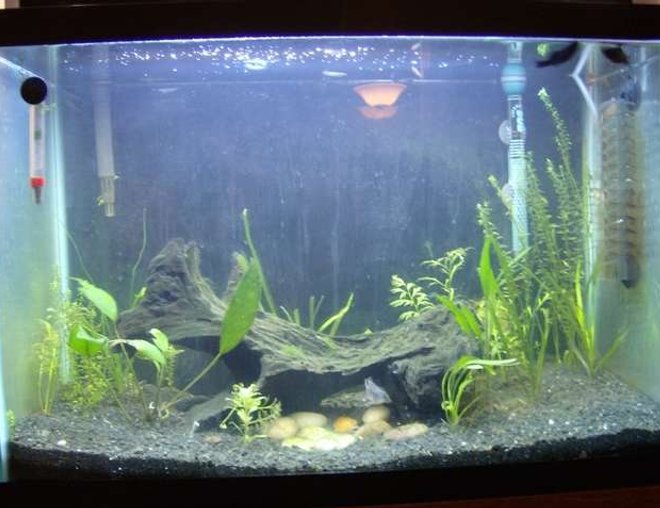 20 gallons planted tank (mostly live plants and fish) - My main 20 gallon tank