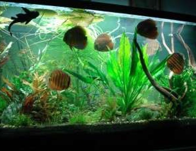 180 gallons planted tank (mostly live plants and fish) - This is my tank
