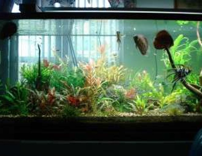 180 gallons planted tank (mostly live plants and fish) - another shot of my tank.