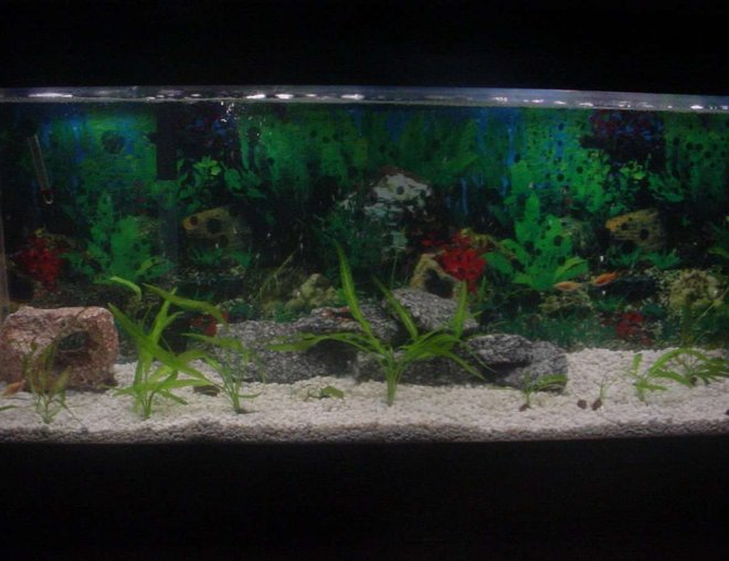 55 gallons planted tank (mostly live plants and fish) - The buds are growing good after a few weeks.