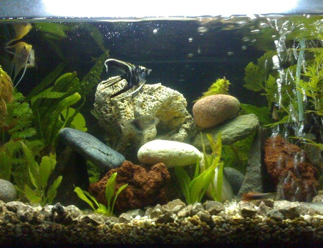 10 gallons planted tank (mostly live plants and fish) - Home Sweet Home