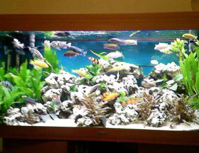 66 gallons planted tank (mostly live plants and fish) - full of plants nice and bright
