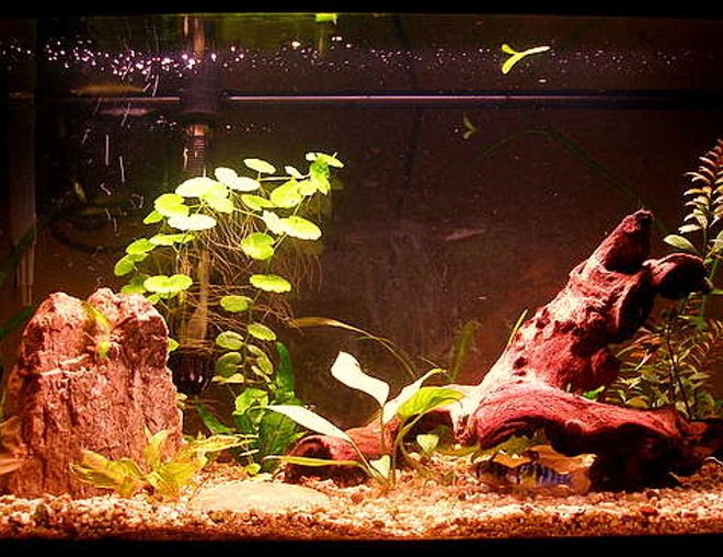 20 gallons planted tank (mostly live plants and fish) - Blue Ram Sweety Pie