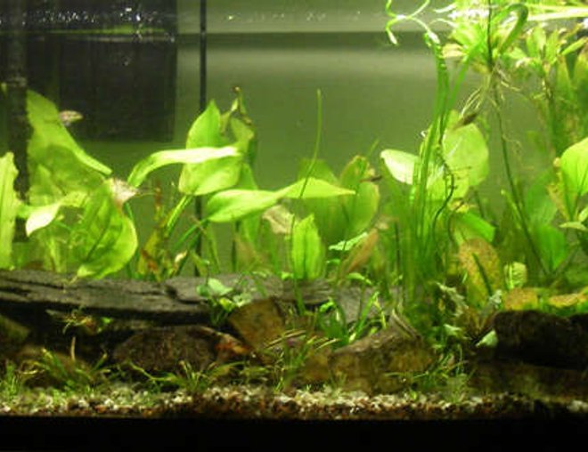 75 gallons planted tank (mostly live plants and fish) - 75 gallon planted, i am now obsessed with planted tanks, no fertilizer, no co2, lots of fish and life.