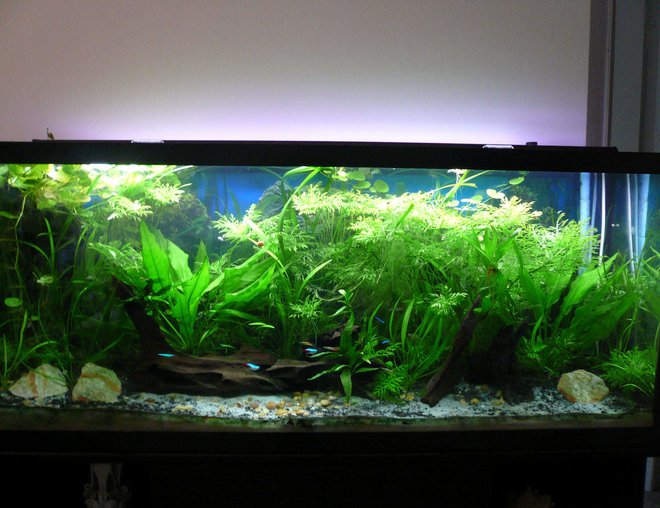 55 gallons planted tank (mostly live plants and fish) - Full View.