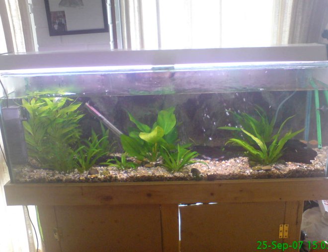 planted tank (mostly live plants and fish) - this is what my fish tank looks like  now
