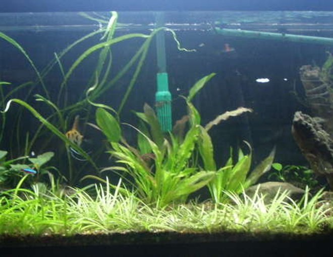 55 gallons planted tank (mostly live plants and fish) - My most recent arrangement.