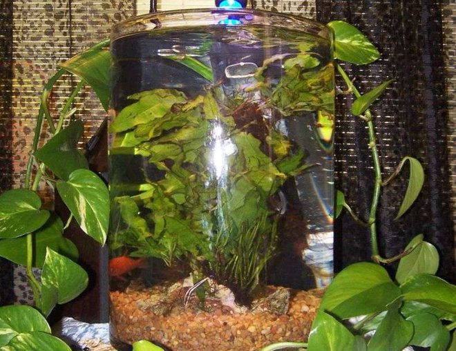 6 gallons planted tank (mostly live plants and fish) - 6g hand blown glass tank