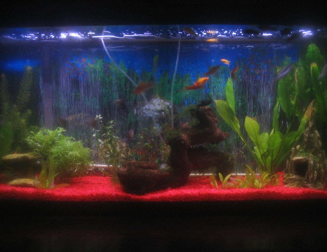 55 gallons planted tank (mostly live plants and fish) - 55 gallons of fun