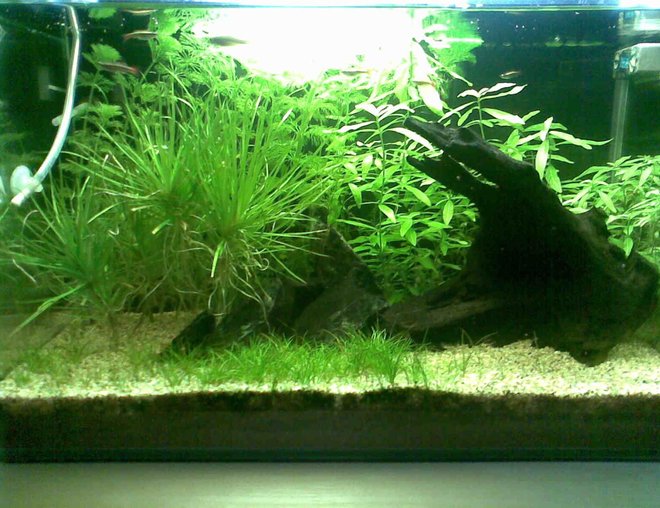 10 gallons planted tank (mostly live plants and fish) - Dimensions: 14 x 12 x 14 inch
Volume: 10 g / 40 l
Filtration: Internal Powerhead Filter @ 350 lph
Lighting : 4WPG / 11 hrs photoperiod
Substrate:  JBL AquaBasis and Fine Gravel
Water: 6.5 to 7.5ph and no other parameters measured
Others : DIY Co2
Roommates: 2 Black Molly, 3 SAE, 2 Swordtail, 1 Platy, 2 Zebra and 11 White Cloud