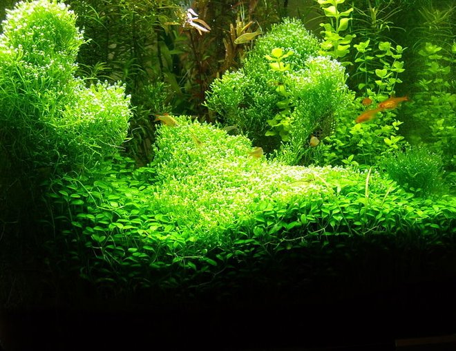 planted tank (mostly live plants and fish) - much care and attention has gone in to this tank i hope you like it................it is a 40ltr tank running co2 under gravel fertz undergravel heater. it is dosed with fertz daily and it recives a half water change weekly