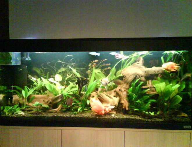 150 gallons planted tank (mostly live plants and fish) - my tank is a fluval roma 240 running on ro water 2 fliters on external 305 fluval and an internal 3plus. using planted substrate gravel . i add flertiser once a week and feed once a day. blood worm every other day.
