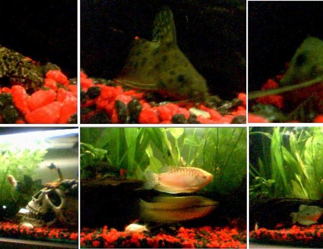 planted tank (mostly live plants and fish) - my first tank now in the shed