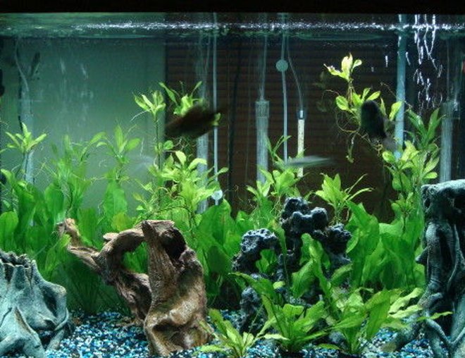 150 gallons planted tank (mostly live plants and fish) - my tank.  150gal