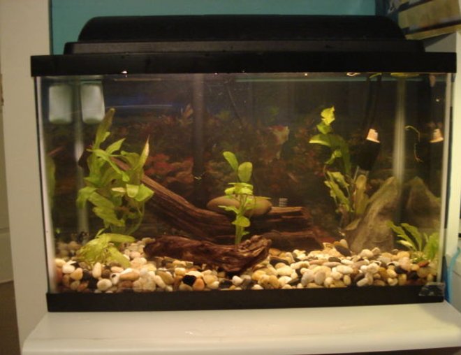 10 gallons planted tank (mostly live plants and fish) - 10 gallons