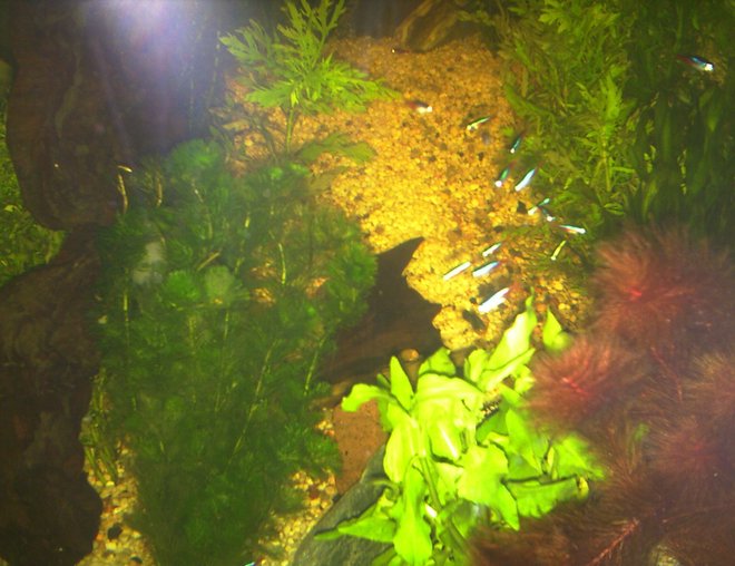 150 gallons planted tank (mostly live plants and fish) - thats how it looked like in 2005
