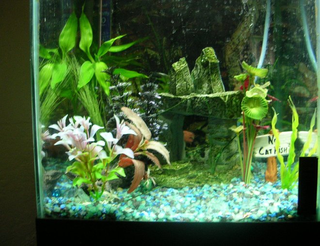 55 gallons planted tank (mostly live plants and fish) - my 10 gallon tank