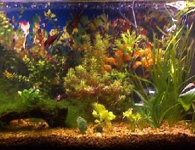 55 gallons planted tank (mostly live plants and fish) - 55 gal fry tank 
15 pineapple swordtails
10 guppies
1male betta and two females
gold alga eater
plecko
silver shark
