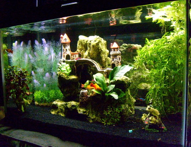 10 gallons planted tank (mostly live plants and fish) - ...