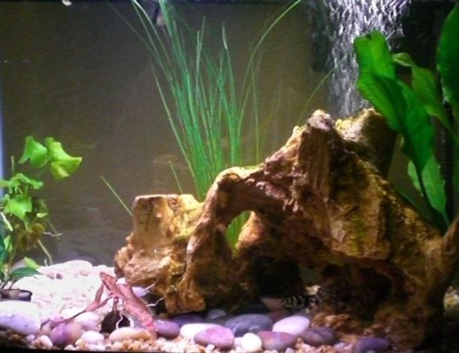 20 gallons planted tank (mostly live plants and fish) - 20g
Fish: 2 YoYo Loaches, 1 South American Gobies (SM), 1 Ruby Clown Cichlid
Plants: Banana Plants, Amazon Sword, Anubias Nana, Dwarf Lily, Giant Hairgrass 
Substrate: Trifecta;-) Sand, gravel, river rocks