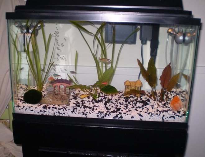 10 gallons planted tank (mostly live plants and fish) - Front view of tank.  Good shot of glo-fish zebra danios