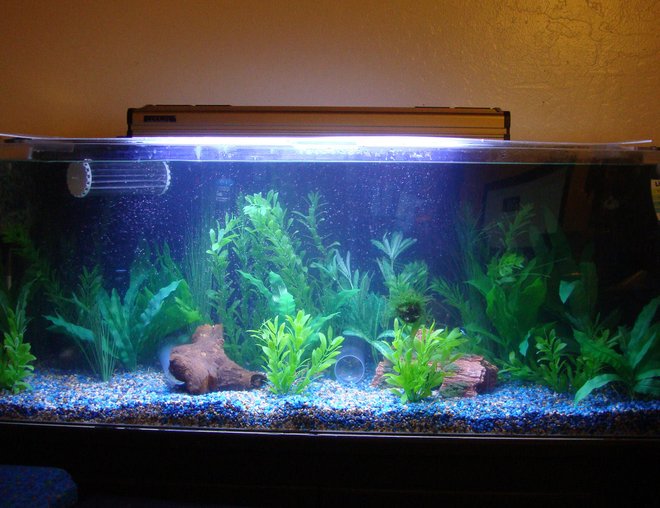 60 gallons planted tank (mostly live plants and fish) - New!!! Truvu Discus Tank!!! 
60 Gallon Truvu Acrylic Aquarium, Fluval 405 Canister Filter, Fluval 205 Canister Filter, Marineland 1140 Powerhead, Eheim Jager Heater, Coralife Power compact 10,000k 65 watt,  Coralife Power Compact Actinic 65 watt, 36 watt UV Sterilizer 
5 Discus, 1 Long Finned German Blue Ram, 1 Bolivian Ram, 4 Cardinal Tetras, 2 Decker Axelrodi Corydoras