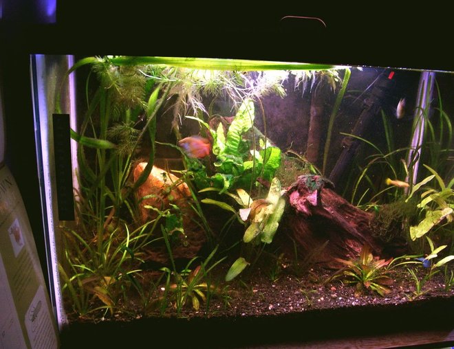 20 gallons planted tank (mostly live plants and fish) - This image doesn't do it justice