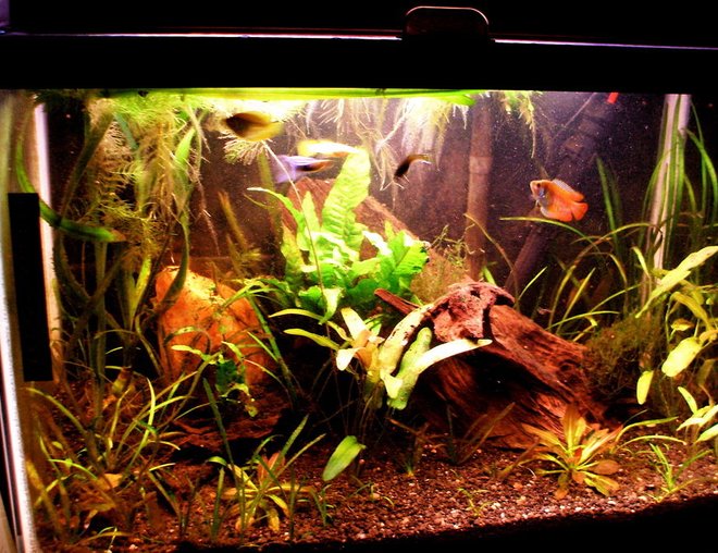 20 gallons planted tank (mostly live plants and fish) - a better representation...