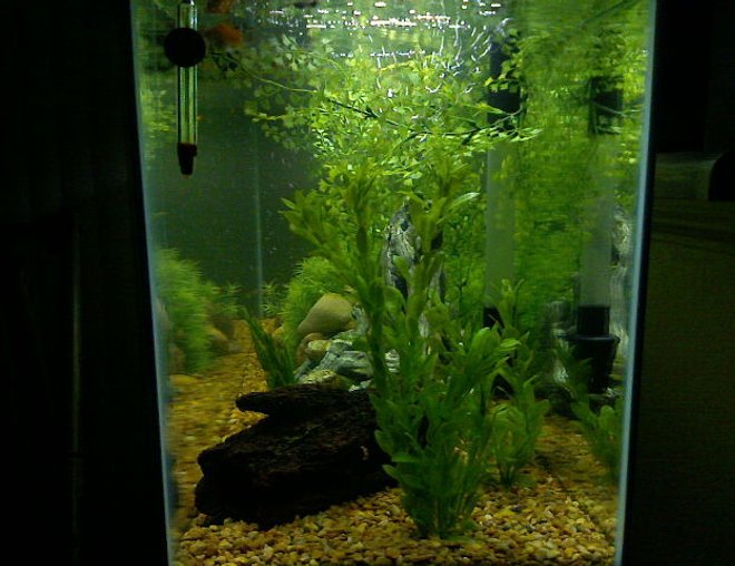 55 gallons planted tank (mostly live plants and fish) - This is a side shot of our 55 gal tank.