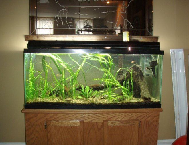 55 gallons planted tank (mostly live plants and fish) - 55 gal. Tank, fish, Driftwood, grass, DIY CO2, Starting to grow well.  Experimenting on taking good pictures of the tank.