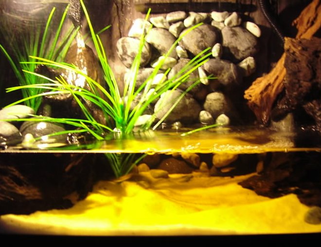 50 gallons planted tank (mostly live plants and fish) - River Bank
