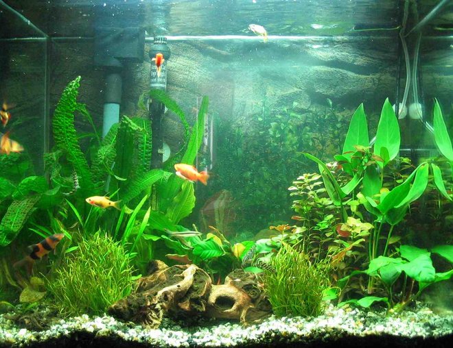 25 gallons planted tank (mostly live plants and fish) - Planted 25g tall 
2x36 watt pc flourecent  = 72 watt total
co2 injection (homemade-yeast generated) (still adjusting setup to obtain optimal levels)
substrate: eco-complete w/ gravel
newly planted and not-totaly established yet