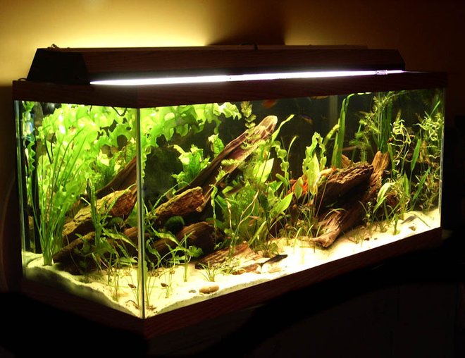 planted tank (mostly live plants and fish) - my 75 gallon